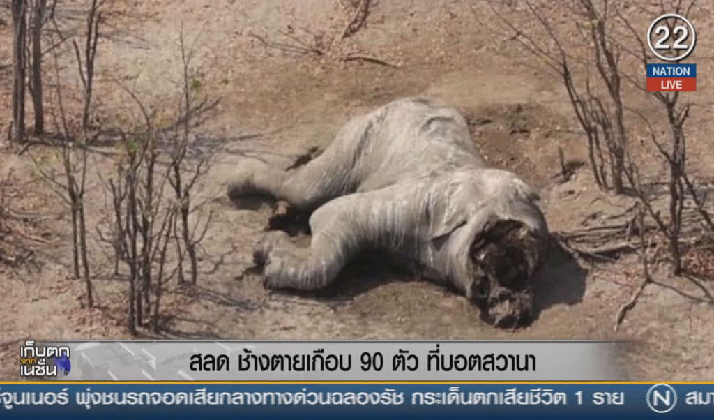 (คลิปข่าว) สลด ช้างป่าตายเกือบ 90 ตัว ที่บอตสวานา (คลิปข่าว) สลด ช้างป่าตายเกือบ 90 ตัว ที่บอตสวานา