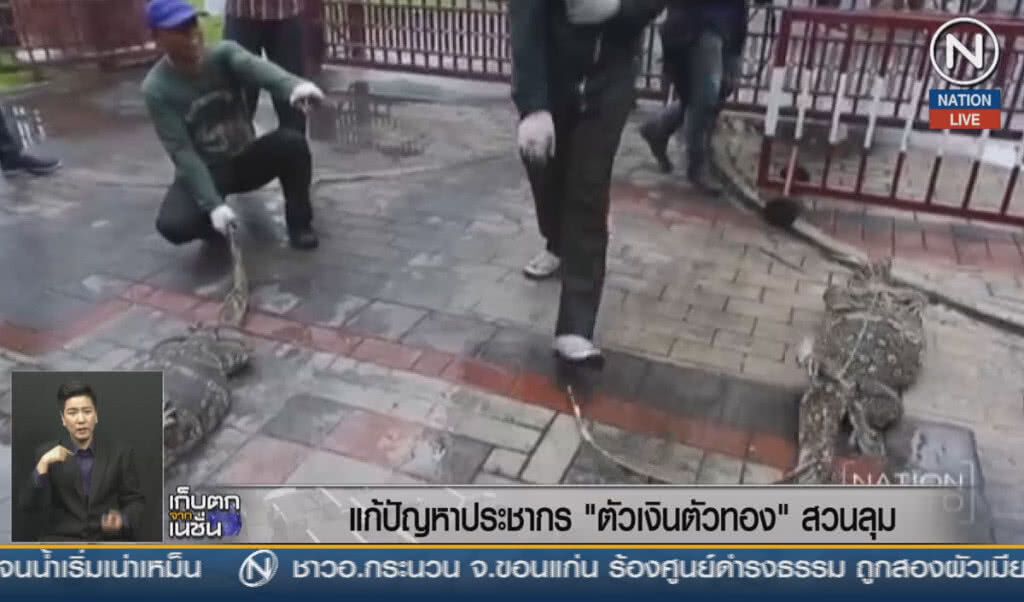 (คลิปข่าว) แก้ปัญหาประชากร "ตัวเงินตัวทอง" สวนลุมฯ (คลิปข่าว) แก้ปัญหาประชากร "ตัวเงินตัวทอง" สวนลุมฯ