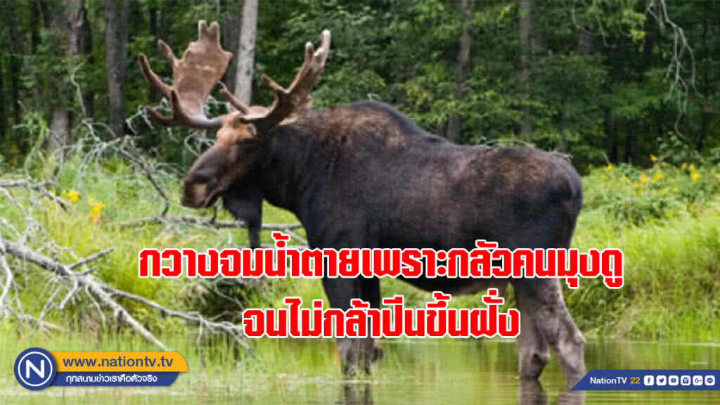 น่าสงสาร! กวางจมน้ำตายในสหรัฐ เพราะกลัวคนมุงดูจนไม่กล้าปีนขึ้นฝั่ง