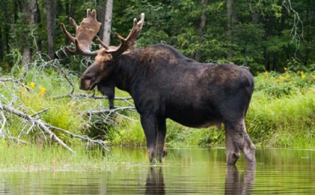 น่าสงสาร! กวางจมน้ำตายในสหรัฐ เพราะกลัวคนมุงดูจนไม่กล้าปีนขึ้นฝั่ง