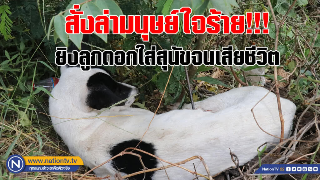 ผู้ว่าฯสั่งล่ามนุษย์ใจร้าย!!! ยิงลูกดอกใส่สุนัขจนเสียชีวิตมาดำเนินคดี (คลิป)
