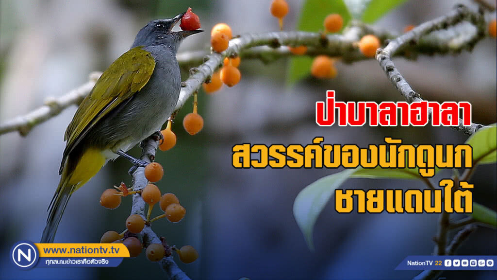 ป่าบาลาฮาลา สวรรค์ของนักดูนกชายแดนใต้