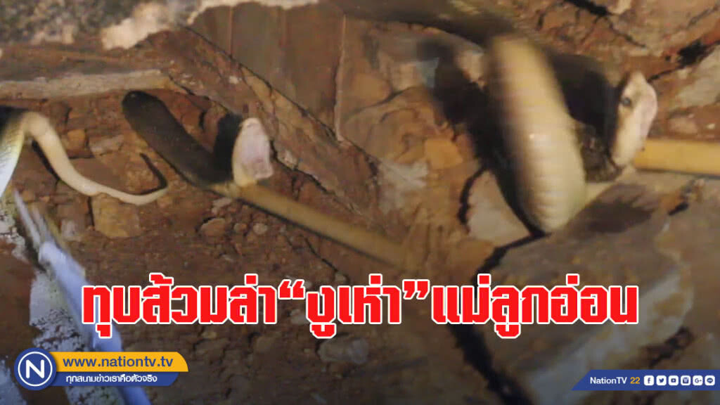 (คลิป) ทุบส้วมล่า"งูเห่า"แม่ลูกอ่อนหลังพบลูกเลื้อยในพงหญ้าใกล้บ้าน
