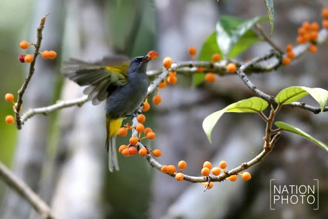 ป่าบาลาฮาลา สวรรค์ของนักดูนกชายแดนใต้