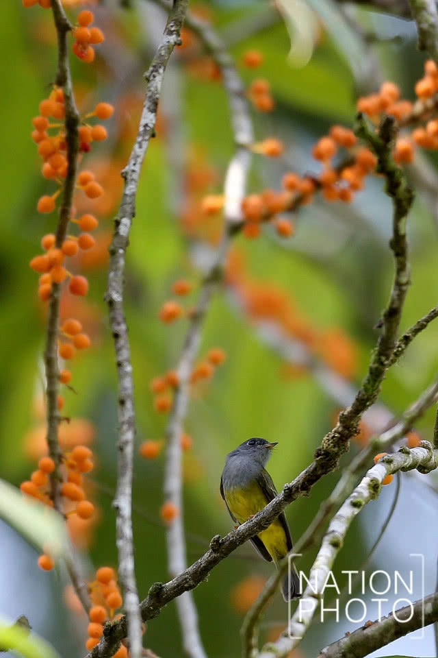 ป่าบาลาฮาลา สวรรค์ของนักดูนกชายแดนใต้