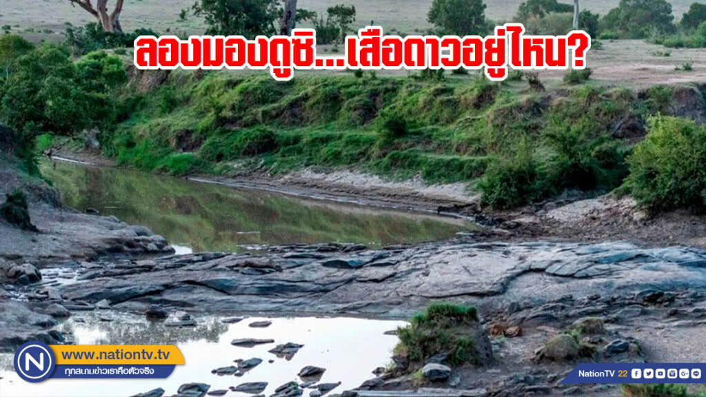 ได้ฝึกสายตากันอีก! มองหาเสือดาวให้เจอจากภาพถ่ายธรรมชาติ