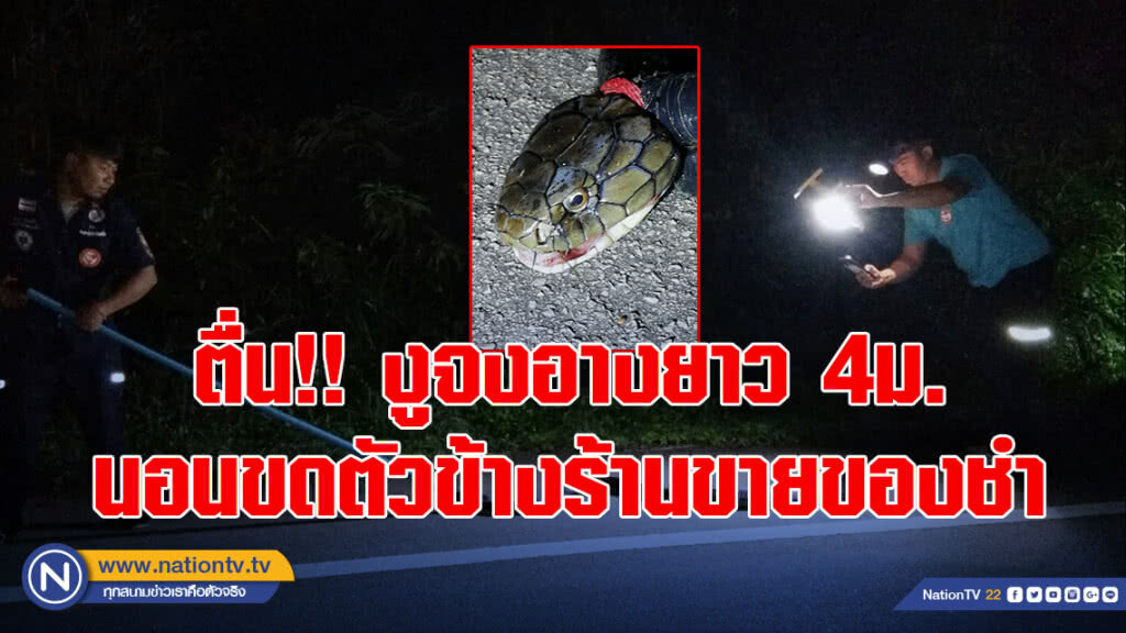 ตื่น!! งูจงอางยาว 4ม. นอนขดตัวข้างร้านขายของชำ