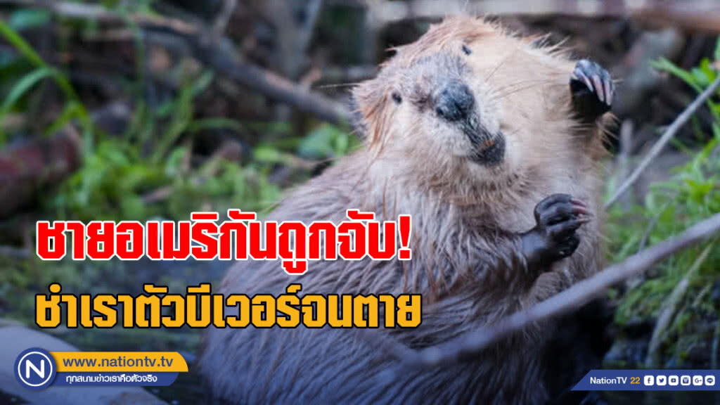 ใจร้ายเหลือ! ชายอเมริกันถูกจับกุมฐานชำเราตัวบีเวอร์จนถึงตาย ใจร้ายเหลือ! ชายอเมริกันถูกจับกุมฐานชำเราตัวบีเวอร์จนถึงตาย