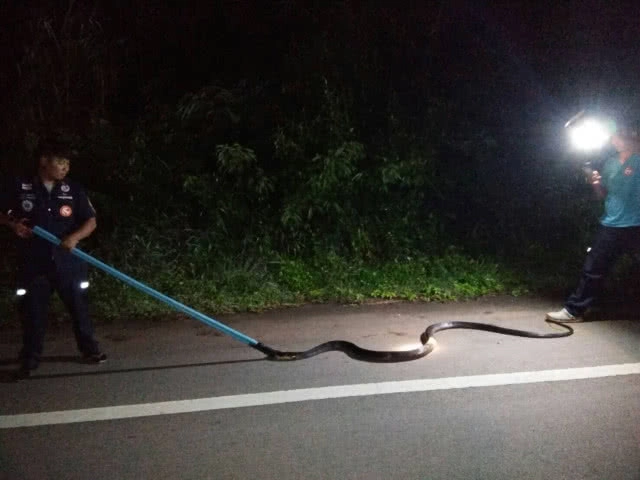 ตื่น!! งูจงอางยาว 4ม. นอนขดตัวข้างร้านขายของชำ