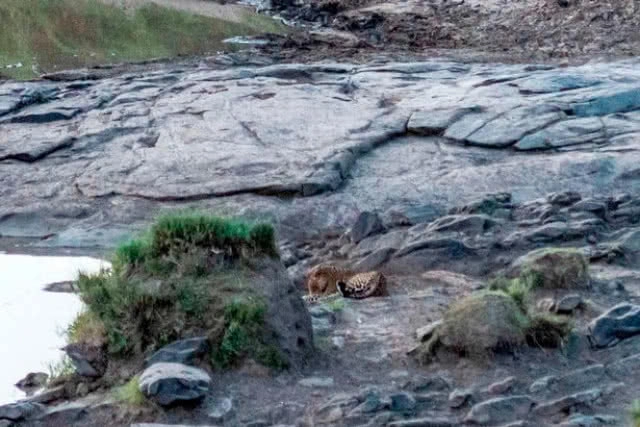 ได้ฝึกสายตากันอีก! มองหาเสือดาวให้เจอจากภาพถ่ายธรรมชาติ