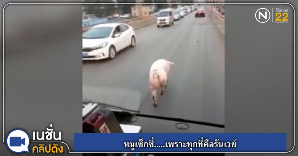(คลิปข่าว) หมูเซ็กซี่.....เพราะทุกทีคือรันเวย์ (คลิปข่าว) หมูเซ็กซี่.....เพราะทุกทีคือรันเวย์