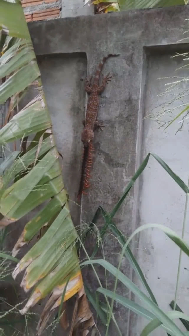 (คลิป) ประโยชน์ตุ๊กแก จับตะขาบที่บ้านกินเรียบ!