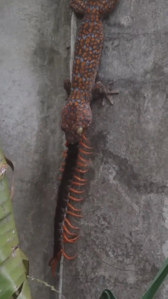 (คลิป) ประโยชน์ตุ๊กแก จับตะขาบที่บ้านกินเรียบ!