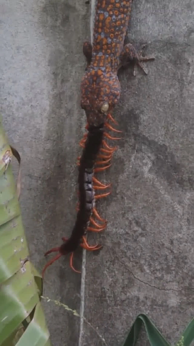 (คลิป) ประโยชน์ตุ๊กแก จับตะขาบที่บ้านกินเรียบ!