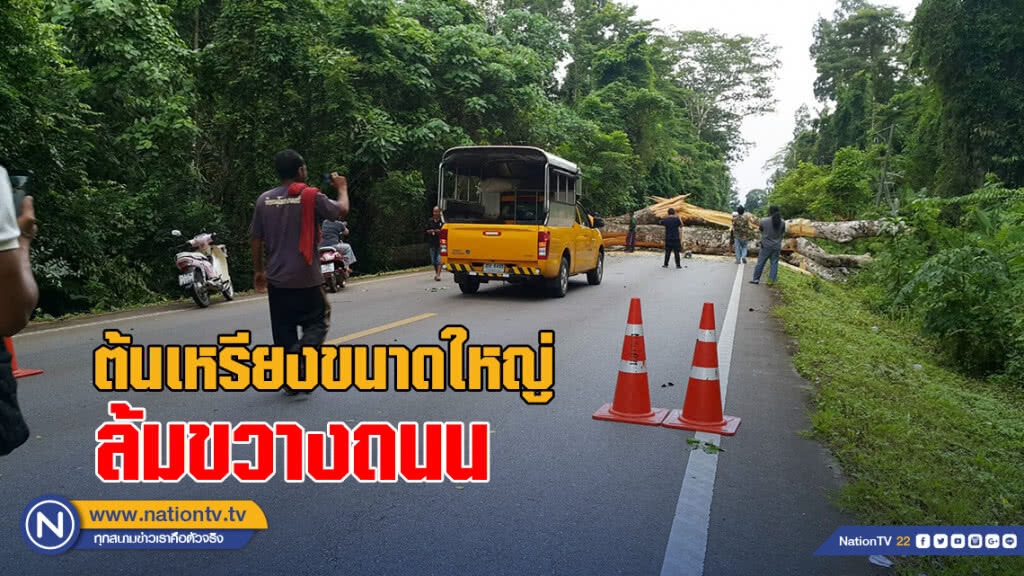 พายุพัดแรง ต้นเหรียงขนาดใหญ่ล้มขวางถนน