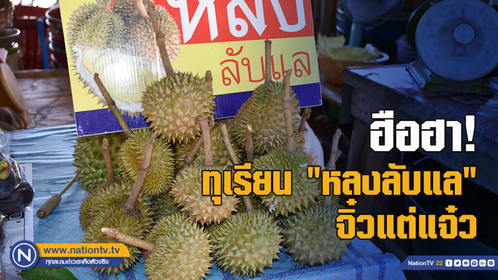ฮือฮา! ทุเรียน "หลงลับแล" จิ๋วแต่แจ๋ว ลูกเล็ก น่ารัก กินได้