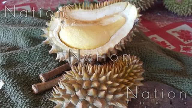 ฮือฮา! ทุเรียน "หลงลับแล" จิ๋วแต่แจ๋ว ลูกเล็ก น่ารัก กินได้