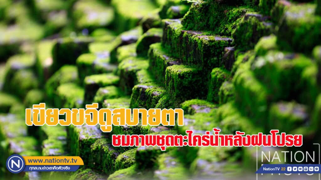 เขียวขจีดูสบายตา ชมภาพชุดตะไคร่น้ำหลังฝนโปรย เขียวขจีดูสบายตา ชมภาพชุดตะไคร่น้ำหลังฝนโปรย