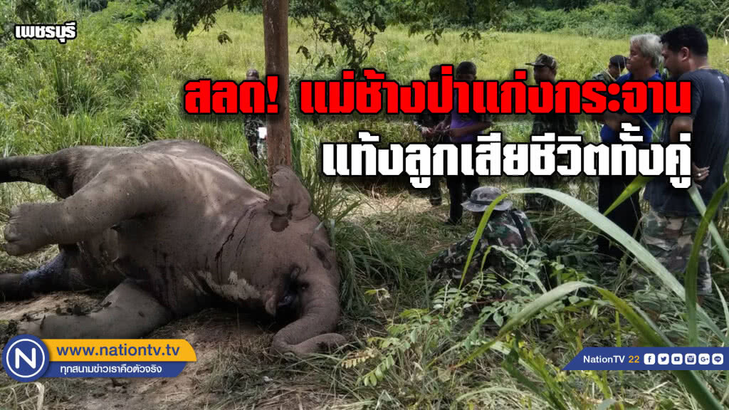 สลด!แม่ช้างป่าแก่งกระจานแท้งลูกเสียชีวิตทั้งคู่ สลด!แม่ช้างป่าแก่งกระจานแท้งลูกเสียชีวิตทั้งคู่