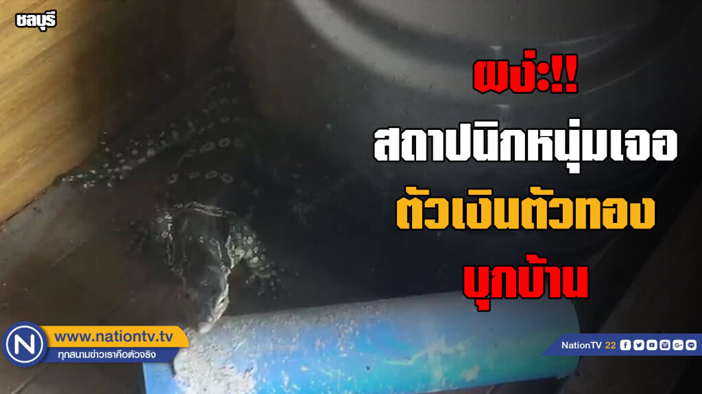 สถาปนิกหนุ่มเจอ "ตัวเงินตัวทอง" บุกบ้าน สถาปนิกหนุ่มเจอ "ตัวเงินตัวทอง" บุกบ้าน