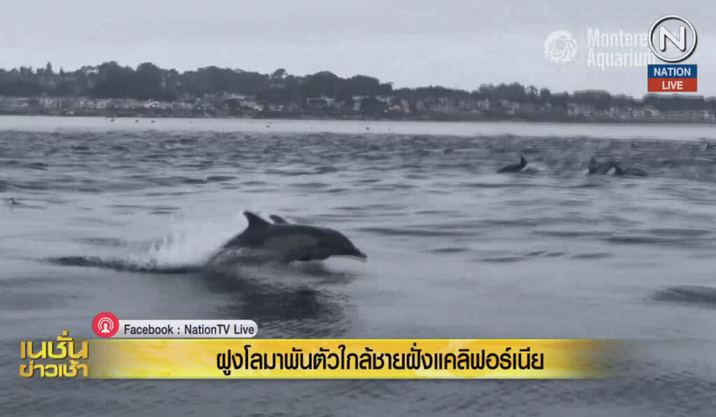 (คลิปข่าว) ฝูงโลมาพันตัว ใกล้ชายฝั่งแคลิฟอร์เนีย (คลิปข่าว) ฝูงโลมาพันตัว ใกล้ชายฝั่งแคลิฟอร์เนีย