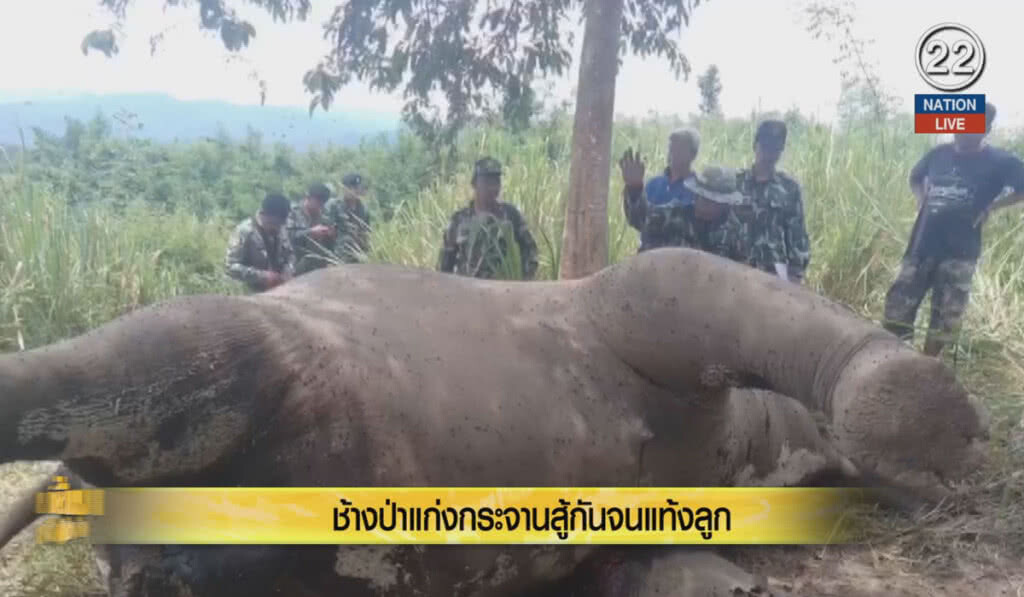 (คลิปข่าว) ช้างป่าแก่งกระจานสู้กันจนแท้งลูก (คลิปข่าว) ช้างป่าแก่งกระจานสู้กันจนแท้งลูก