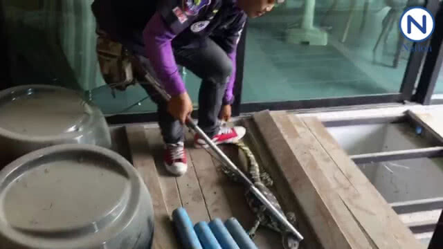 สถาปนิกหนุ่มเจอ "ตัวเงินตัวทอง" บุกบ้าน