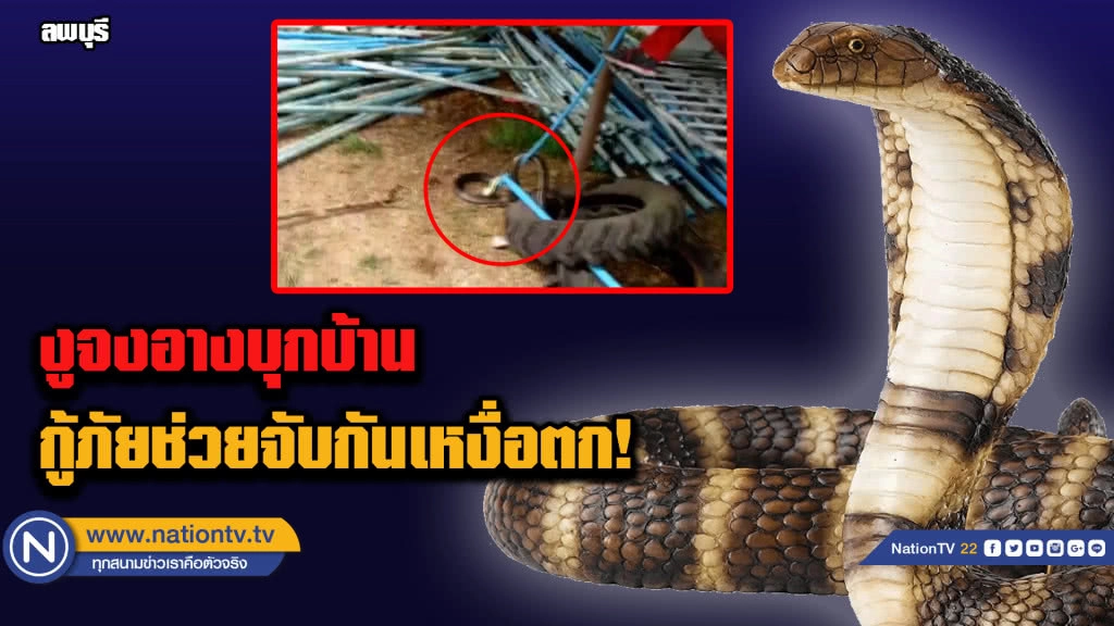 (คลิป) งูจงอาง 3 เมตรเข้าบ้าน...กู้ภัยไล่จับจนเหงื่อตก