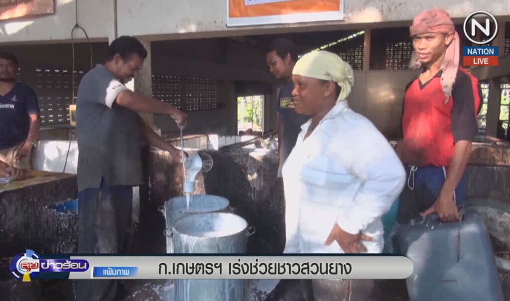 (คลิปข่าว) ก.เกษตรฯ เร่งช่วยชาวสวนยาง (คลิปข่าว) ก.เกษตรฯ เร่งช่วยชาวสวนยาง