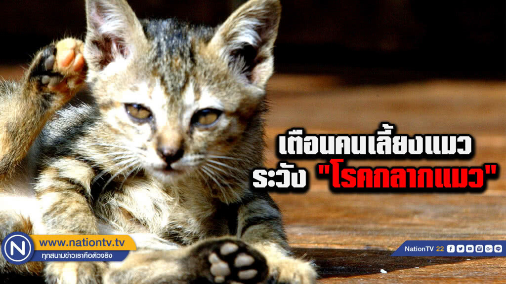 เตือนคนเลี้ยงแมว ระวัง "โรคกลากแมว" เตือนคนเลี้ยงแมว ระวัง "โรคกลากแมว"