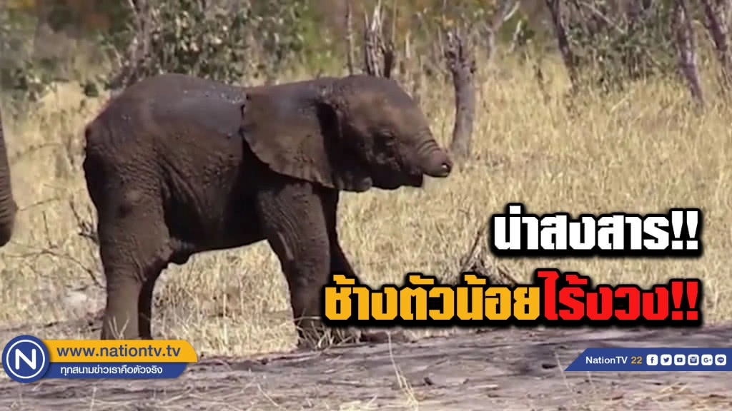 ช้างตัวน้อยที่ "ไร้งวง" ... กับการใช้ชีวิตที่ยากลำบาก