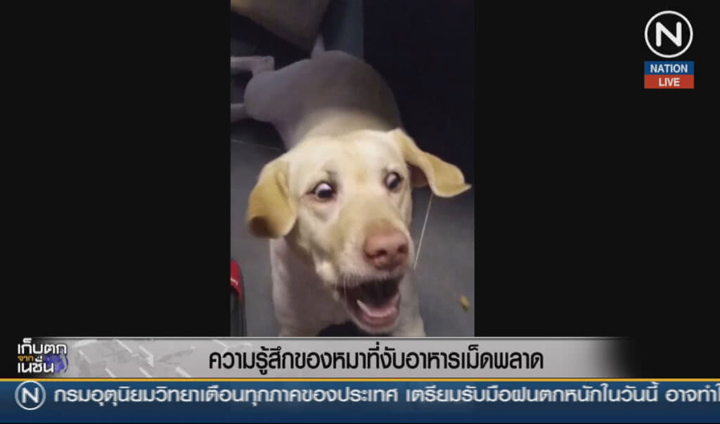 (คลิปข่าว) ความรู้สึกของสุนัข ที่งับอาหารเม็ดพลาด (คลิปข่าว) ความรู้สึกของสุนัข ที่งับอาหารเม็ดพลาด
