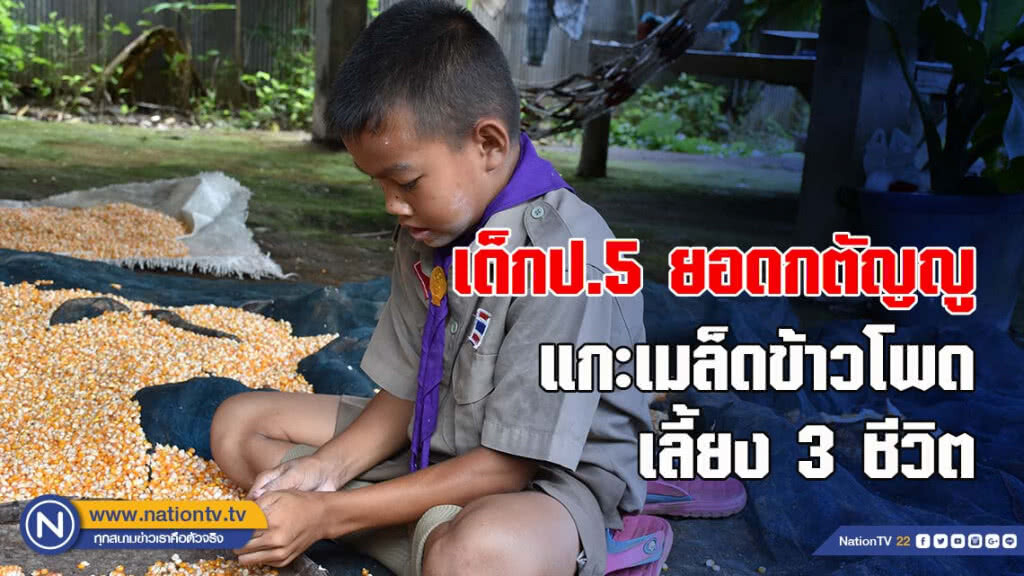 เด็ก ป.5 ยอดกตัญญู แกะเมล็ดข้าวโพดเลี้ยง 3 ชีวิต