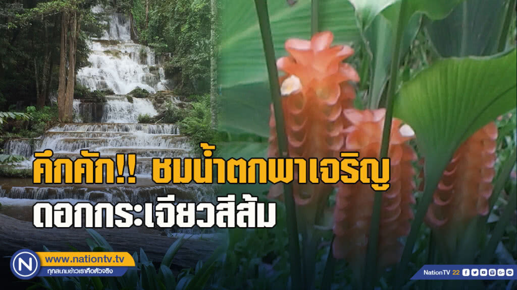 คึกคัก!! ชมน้ำตกพาเจริญ-ดอกกระเจียวสีส้ม