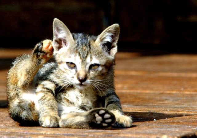 ทาสแมว ระวัง!!! "โรคกลากแมว" ติดต่อจากสัตว์สู่คนได้