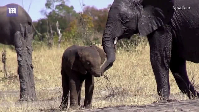 ช้างตัวน้อยที่ "ไร้งวง" ... กับการใช้ชีวิตที่ยากลำบาก