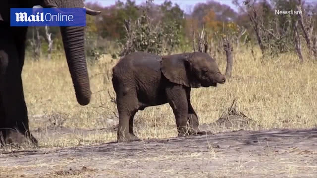 ช้างตัวน้อยที่ "ไร้งวง" ... กับการใช้ชีวิตที่ยากลำบาก