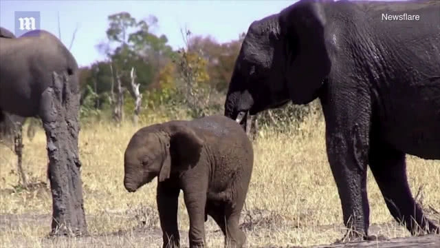ช้างตัวน้อยที่ "ไร้งวง" ... กับการใช้ชีวิตที่ยากลำบาก