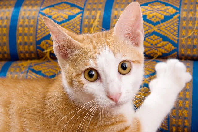 ทาสแมว ระวัง!!! "โรคกลากแมว" ติดต่อจากสัตว์สู่คนได้