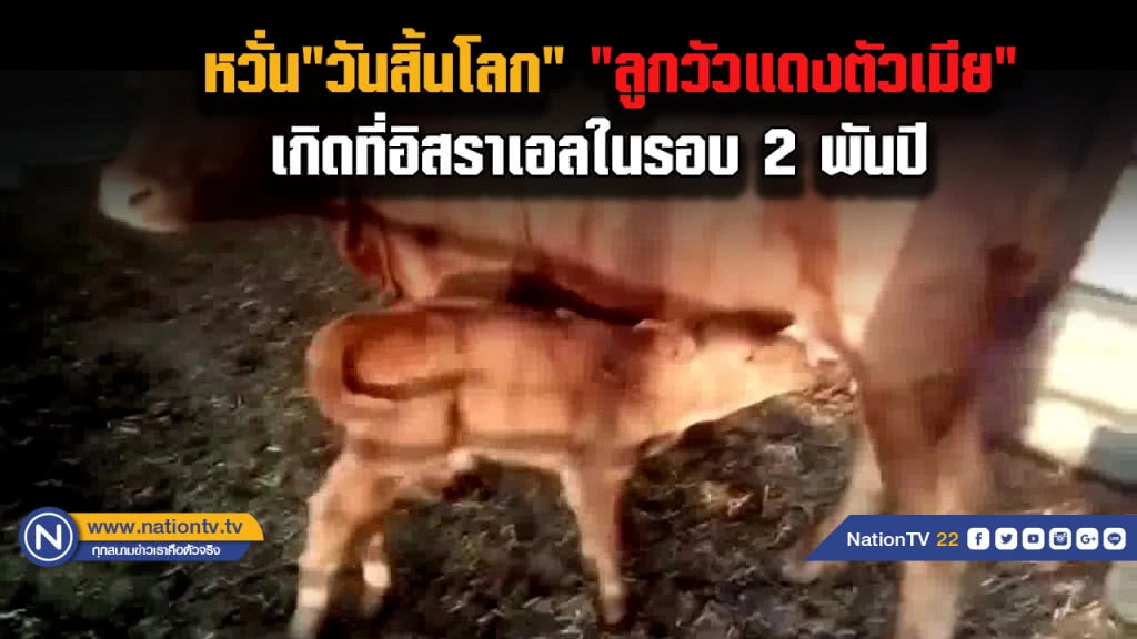 พบวัวแดงเกิดที่อิสราเอลในรอบ 2 พันปี...หวั่นเกิด "วันสิ้นโลก" ตามคำทำนาย