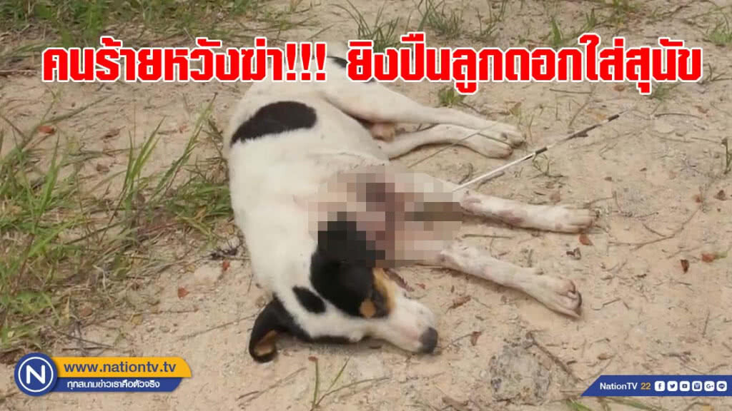 (คลิป) คนร้ายหวังฆ่า!!! ยิงปืนลูกดอกใส่สุนัข คาดเข้าไปไล่กัดไก่ของชาวบ้าน
