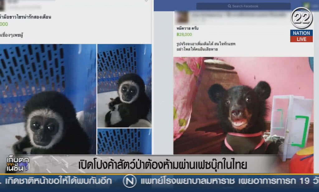 (คลิปข่าว) เปิดโปงค้าสัตว์ป่าต้องห้าม ผ่านเฟซบุ๊กในไทย (คลิปข่าว) เปิดโปงค้าสัตว์ป่าต้องห้าม ผ่านเฟซบุ๊กในไทย