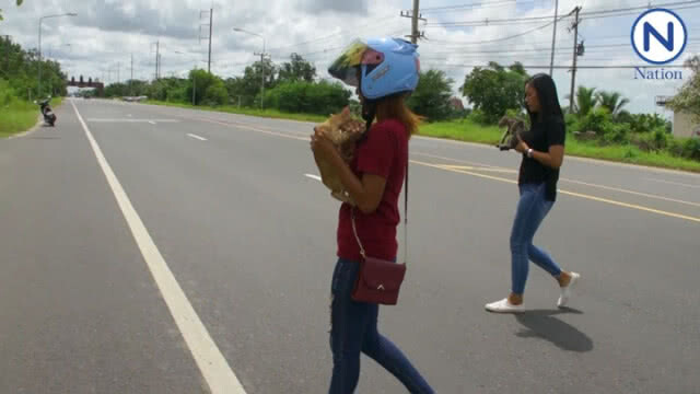 (มีคลิป) แห่ชื่นชม 2 สาว ช่วยเหลือลูกแมว 2 ตัว จากกลางถนนที่รถสวนกันขวักไขว่