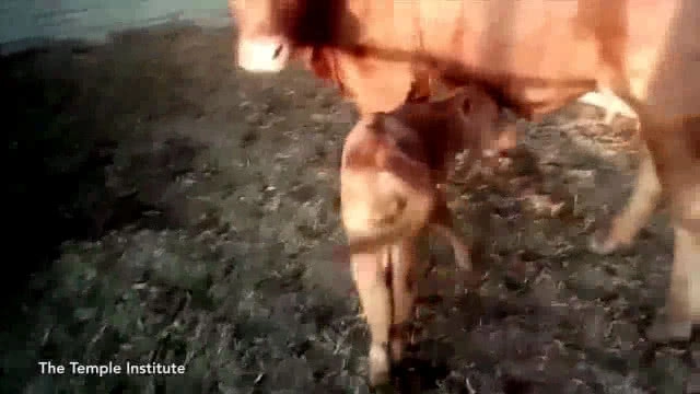 พบวัวแดงเกิดที่อิสราเอลในรอบ 2 พันปี...หวั่นเกิด "วันสิ้นโลก" ตามคำทำนาย