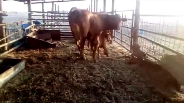 พบวัวแดงเกิดที่อิสราเอลในรอบ 2 พันปี...หวั่นเกิด "วันสิ้นโลก" ตามคำทำนาย