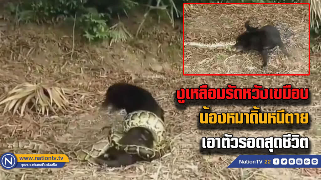 (มีคลิป) น้องหมาโดนงูเหลือมรัดดิ้นหนีตายเอาตัวรอด (มีคลิป) น้องหมาโดนงูเหลือมรัดดิ้นหนีตายเอาตัวรอด
