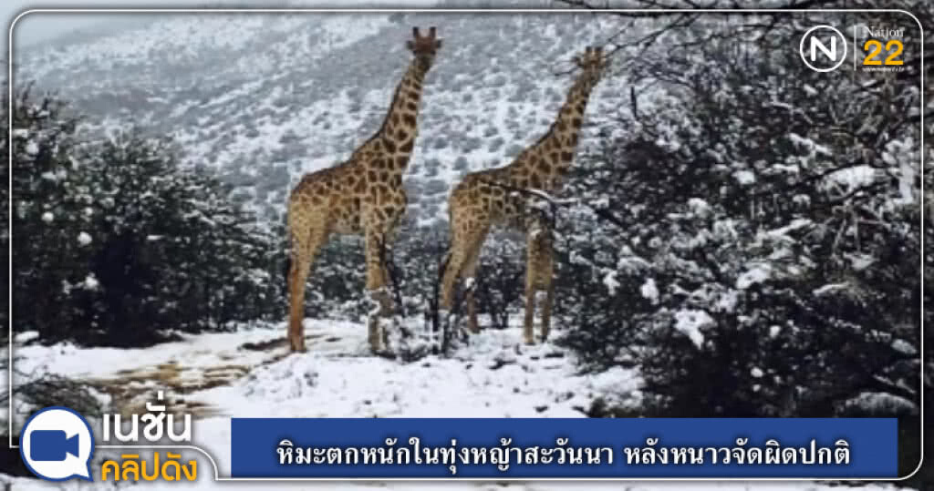 (คลิปข่าว) หิมะตกหนักในทุ่งหญ้าสะวันนา หลังหนาวจัดผิดปกติ