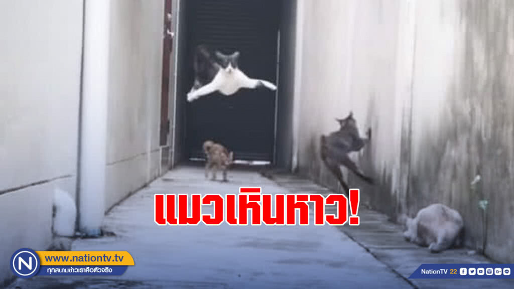 นั่นแมวหรือนินจา! ใช้วิชาตัวเบาเหินหาวหลบหลีกคู่อริ 3 ตัวที่คอยดักทำร้าย
