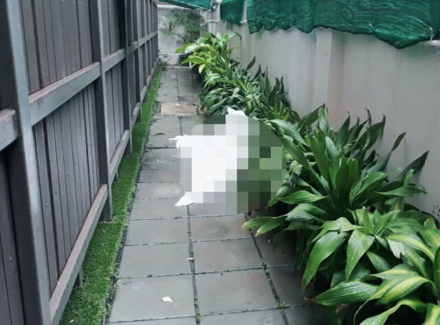 สาวแดนปลาดิบเครียดโรครุมเร้า! ดิ่งคอนโดฯ ย่านสุขุมวิท 49 ดับคาที่