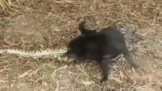 (มีคลิป) น้องหมาโดนงูเหลือมรัดดิ้นหนีตายเอาตัวรอด